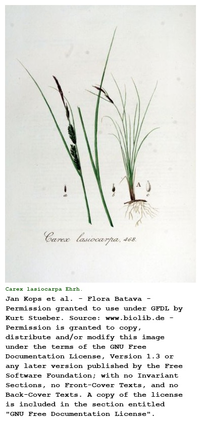 Carex lasiocarpa Ehrh.